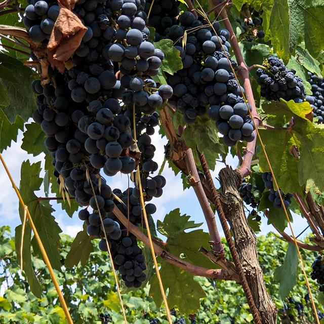 Dal vigneto alla bottiglia, il ciclo delle stagioni in una cantina del salento