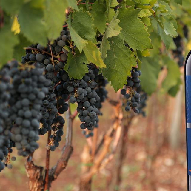 Susumaniello: History and Character of a Truly Apulian Grape