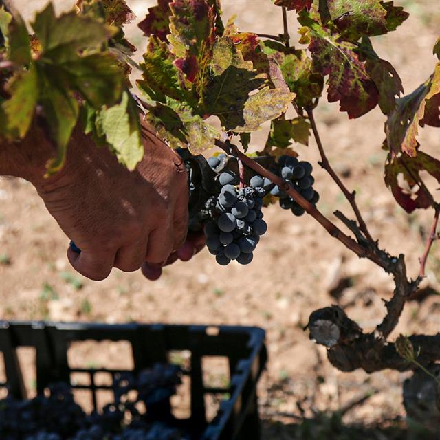 From Vineyard to Celebration: The Harvest as a Ritual in Salento’s Culture