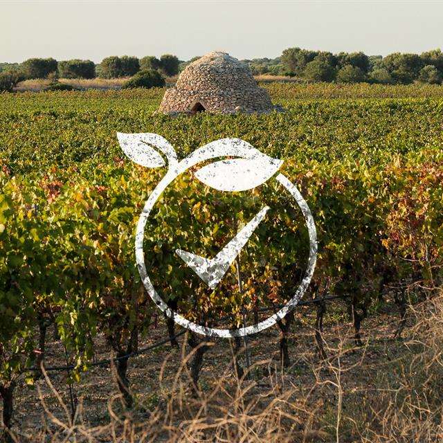 Wine and Sustainability Reporting: The New Frontier of Apulian Viticulture