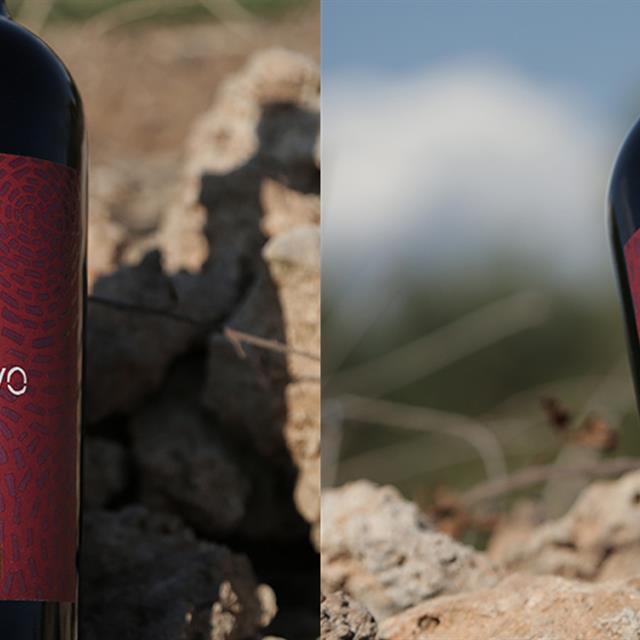 Primitivo del Salento: Characteristics, Pairings, and Curiosities