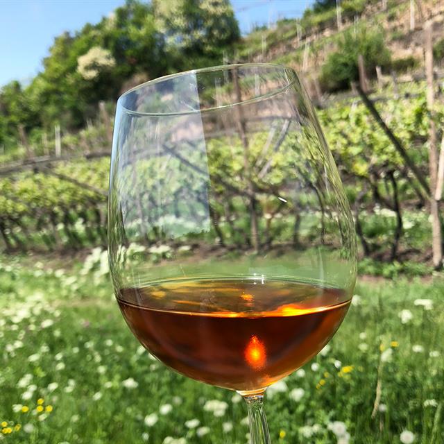 The Secrets of Tasting Apulian Wines