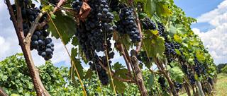 Dal vigneto alla bottiglia, il ciclo delle stagioni in una cantina del salento