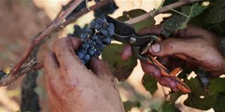 The importance of determining the right time and correct methods to pick the grapes in order to obtain the best quality juice for the many wines we produce. Each with its distinct characteristics but all a true reflection of our land.