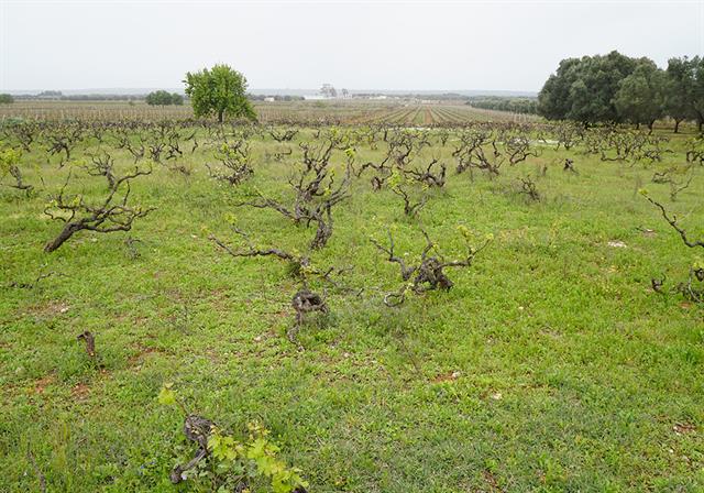 SIGNOR P Primitivo di Manduria Dolce Naturale DOCG