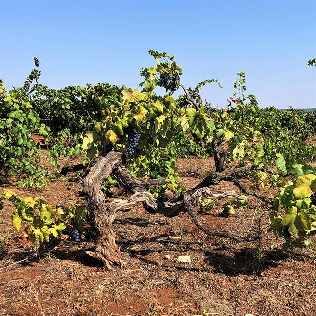 SIGNOR P Primitivo di Manduria Dolce Naturale DOCG