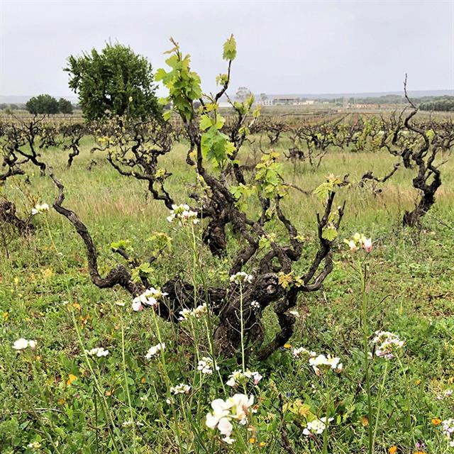 SIGNOR P Primitivo di Manduria Dolce Naturale DOCG