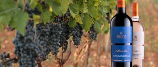 Susumaniello: History and Character of a Truly Apulian Grape