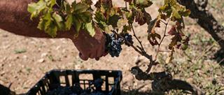 From Vineyard to Celebration: The Harvest as a Ritual in Salento’s Culture