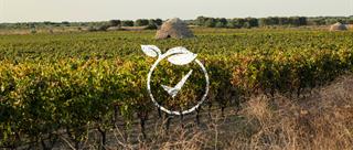 Wine and Sustainability Reporting: The New Frontier of Apulian Viticulture