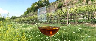 The Secrets of Tasting Apulian Wines